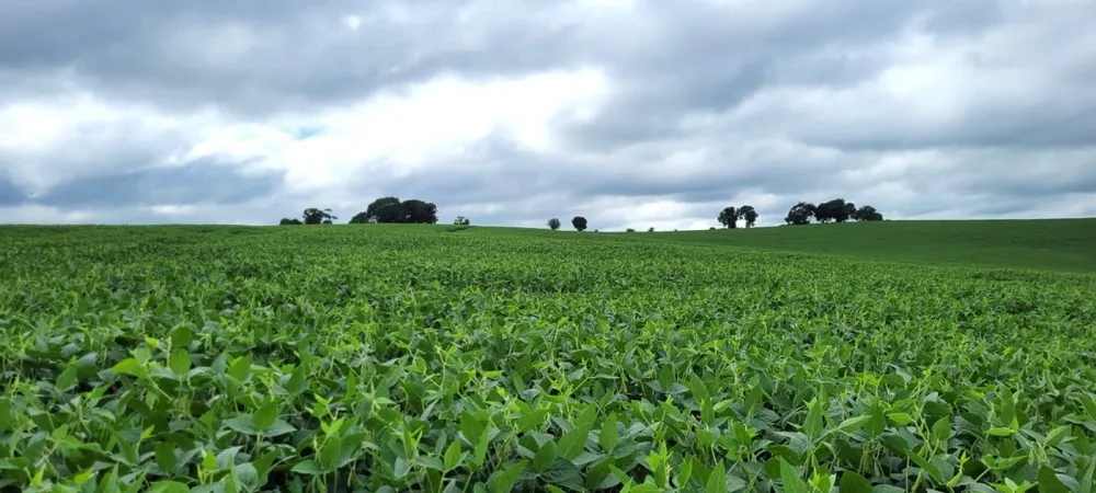 Fazenda, 40 hectares - Foto 1