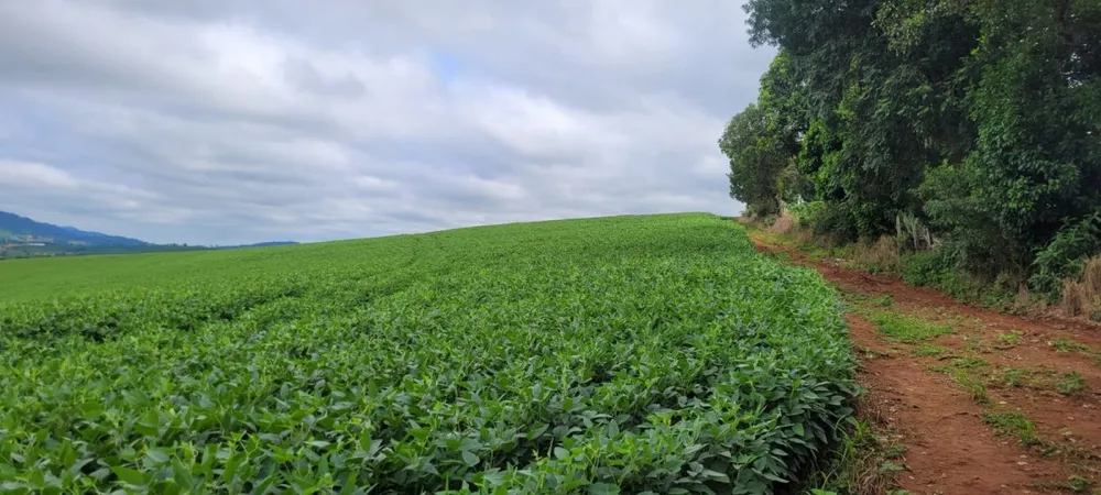 Fazenda, 40 hectares - Foto 3