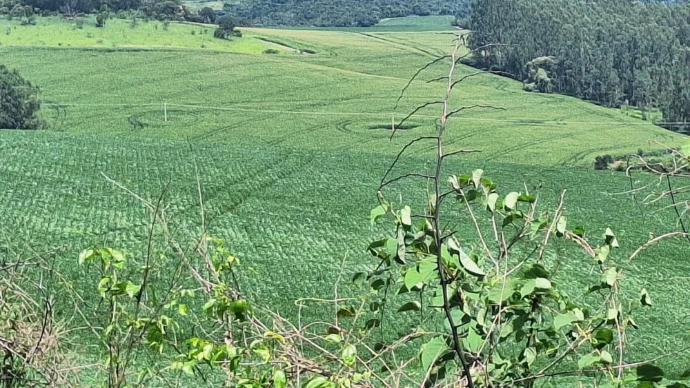 Fazenda, 40 hectares - Foto 4