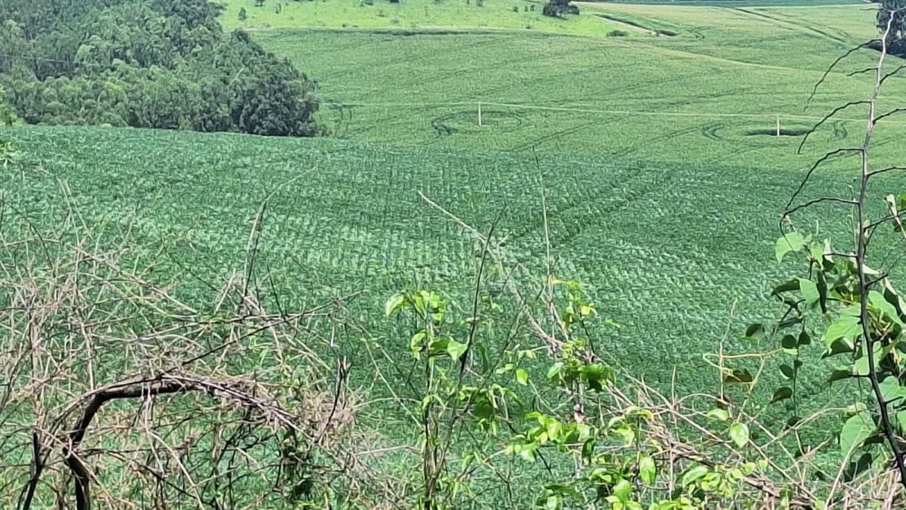 Fazenda, 40 hectares - Foto 8