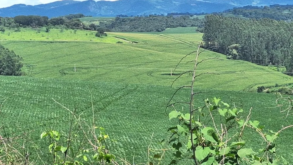 Fazenda, 40 hectares - Foto 6