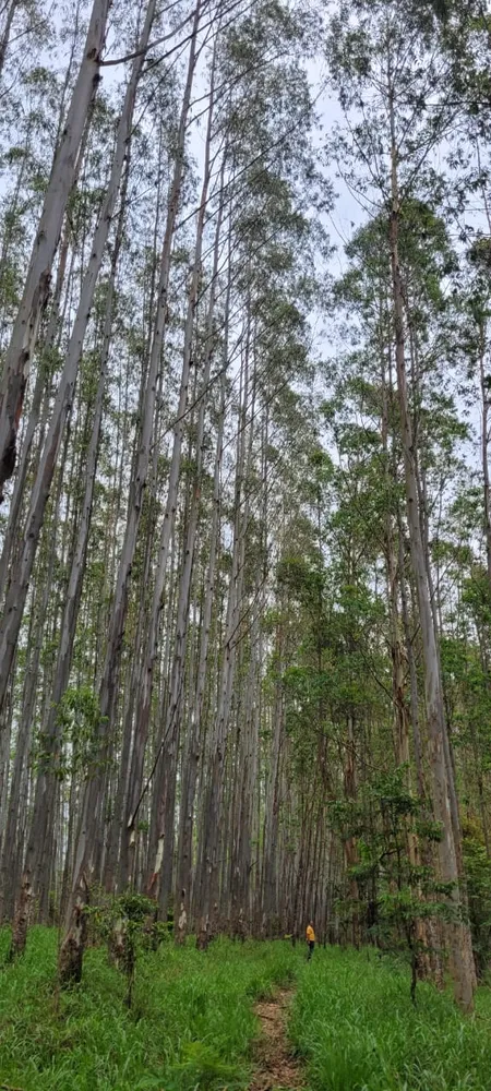 Fazenda, 1 quarto - Foto 5