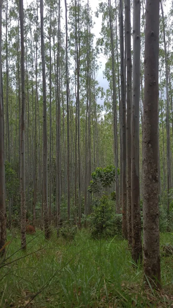 Fazenda, 1 quarto - Foto 3