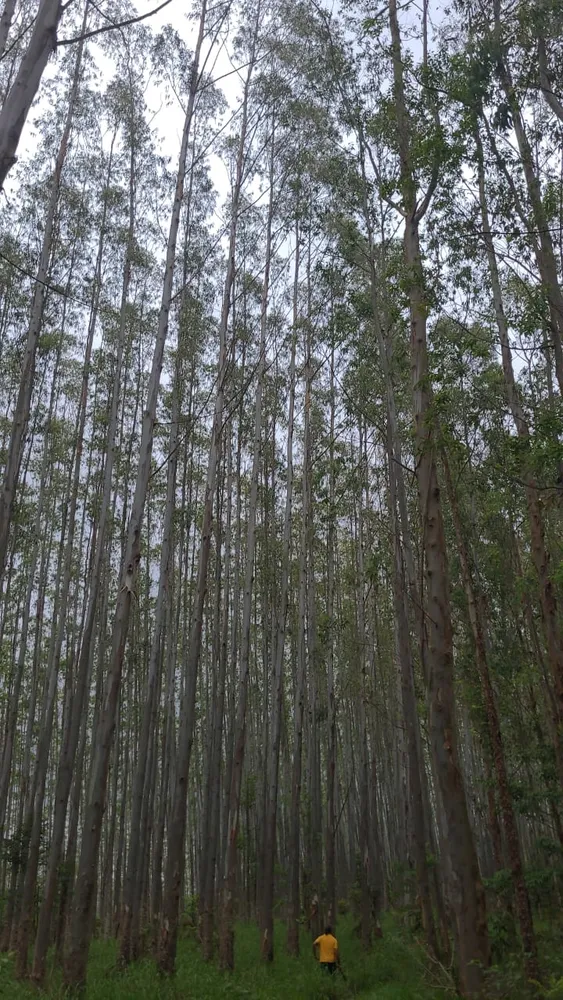 Fazenda, 1 quarto - Foto 4