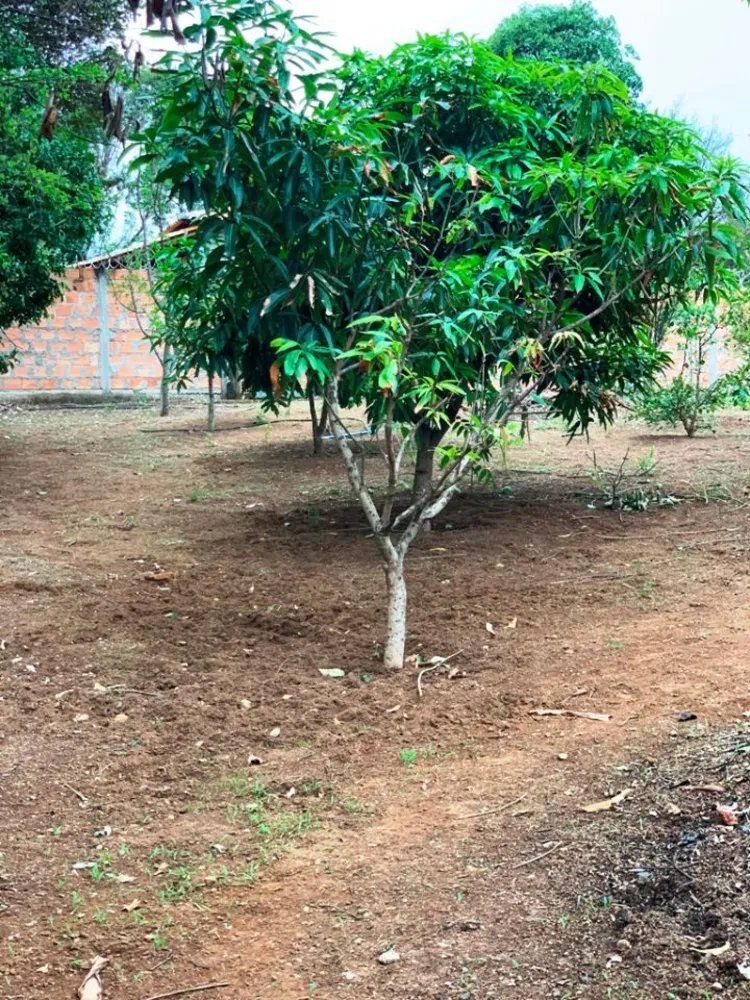 Sítio, 5 quartos, 3000 m² - Foto 7