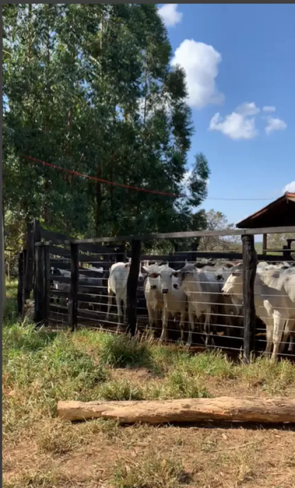 Fazenda, 1 quarto - Foto 3