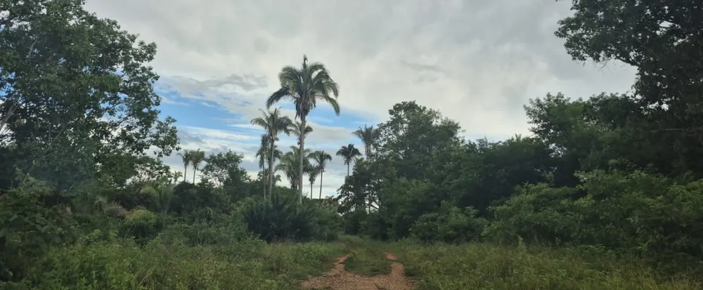 Fazenda, 2350 hectares - Foto 1