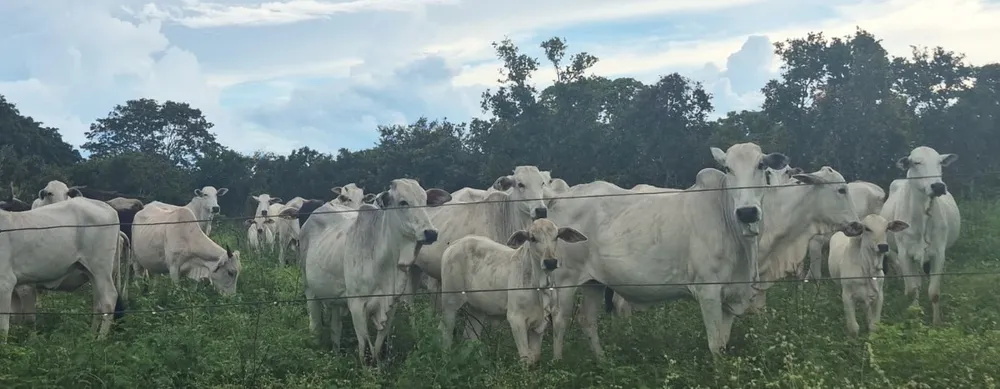 Fazenda, 2350 hectares - Foto 2