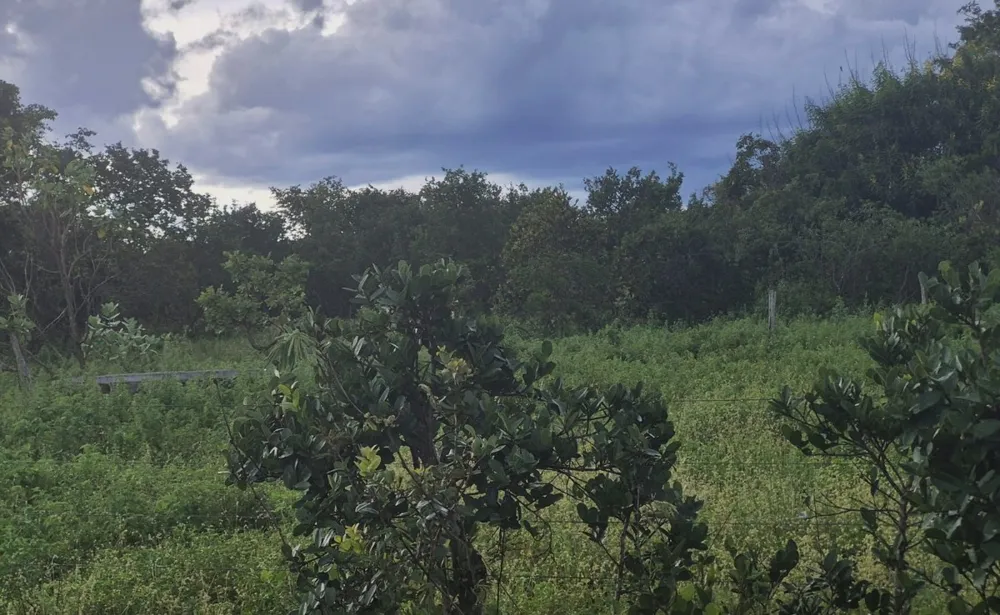 Fazenda, 2350 hectares - Foto 3
