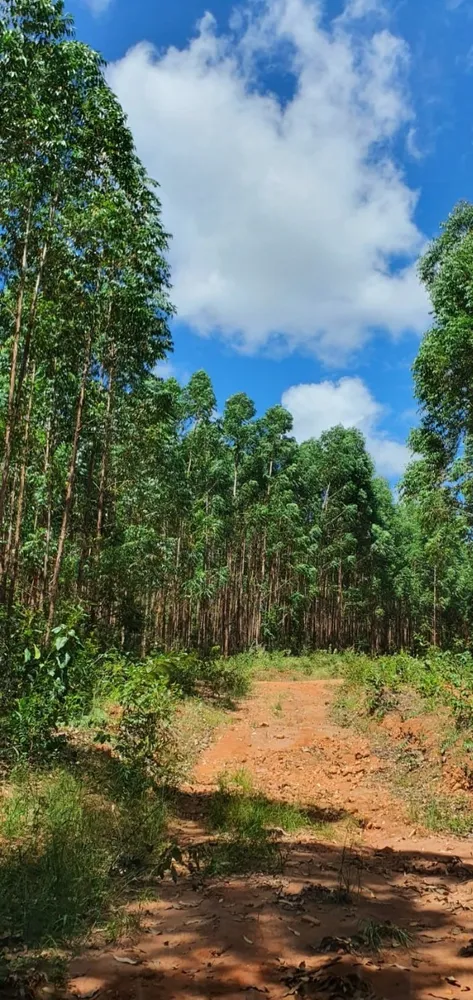 Fazenda, 1350 hectares - Foto 3