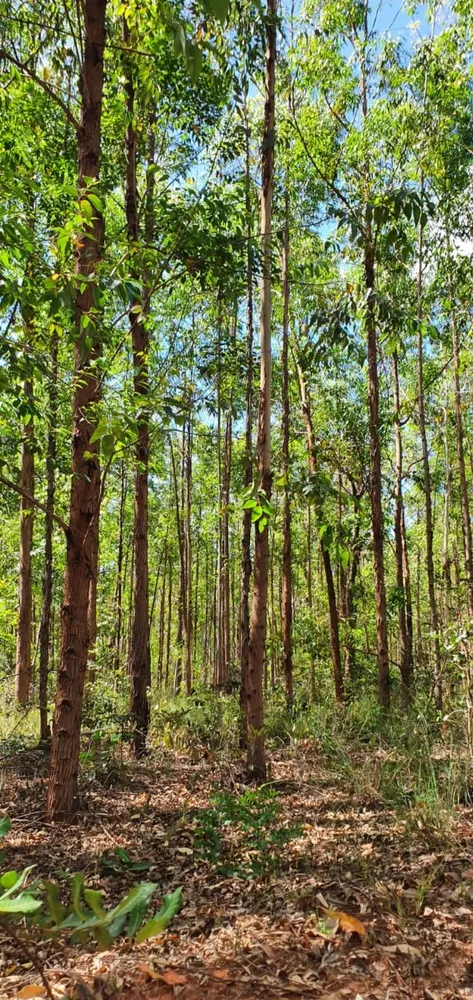 Fazenda, 1350 hectares - Foto 10
