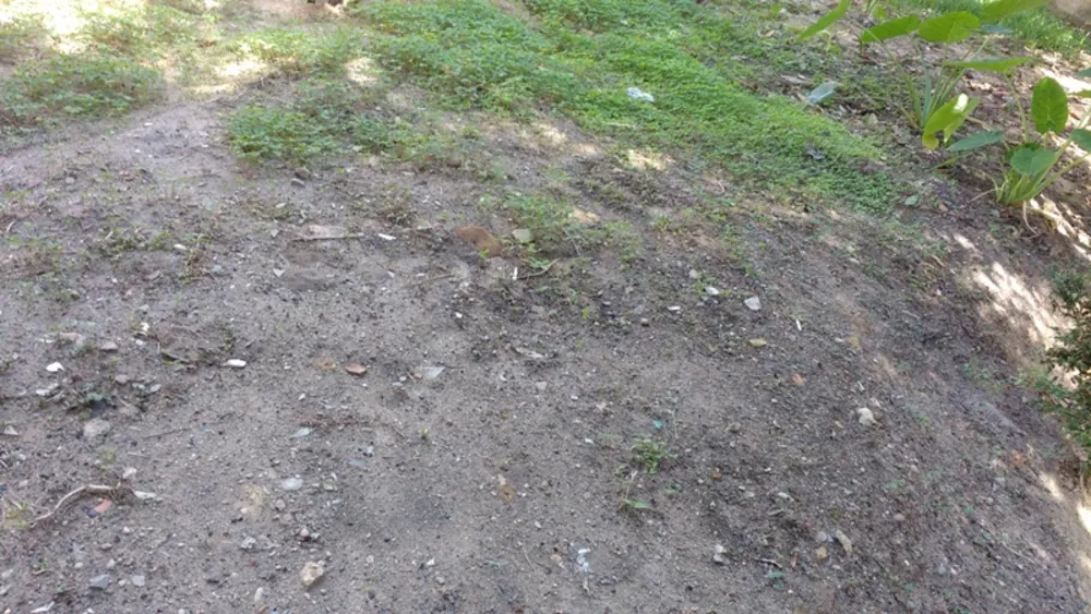 Terreno, 1980 m² - Foto 5