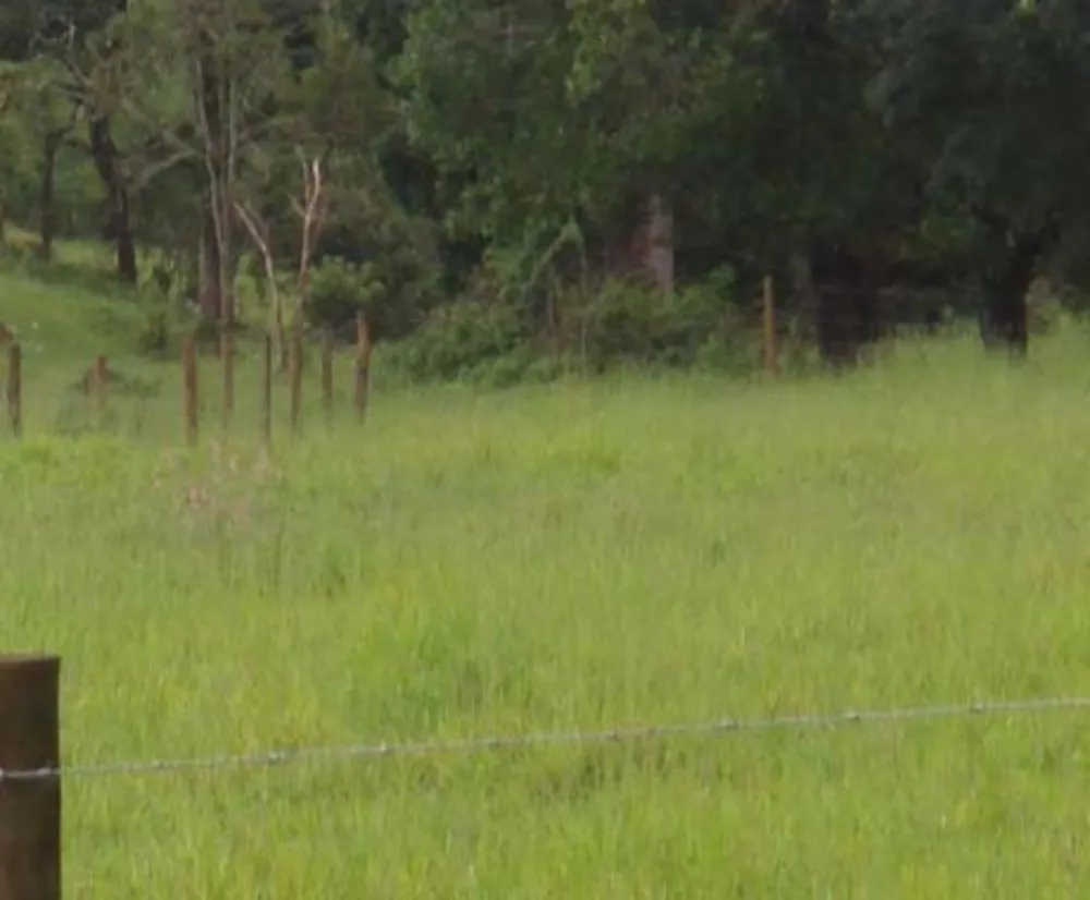 Fazenda, 1500 hectares - Foto 4