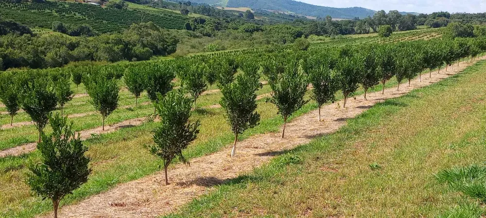 Fazenda, 666 m² - Foto 12