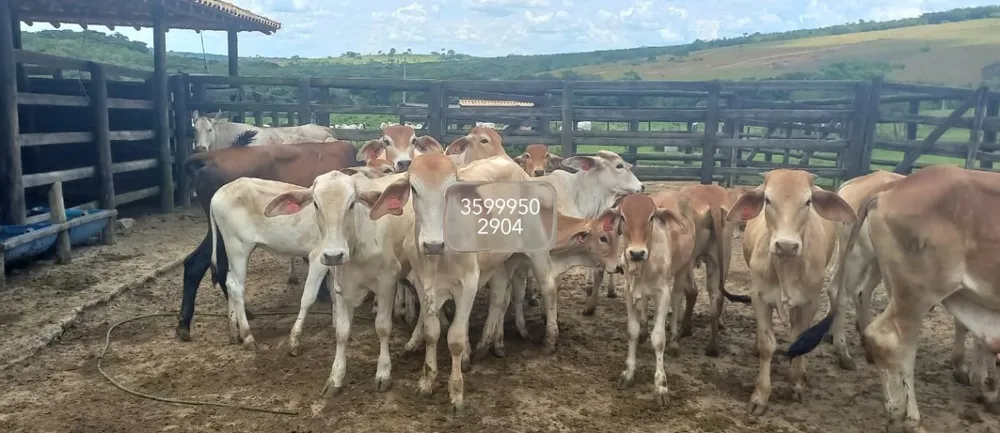 Fazenda, 1272 hectares - Foto 7