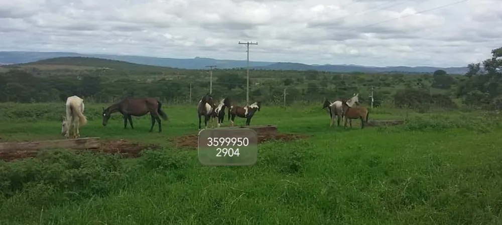 Fazenda, 1272 hectares - Foto 4