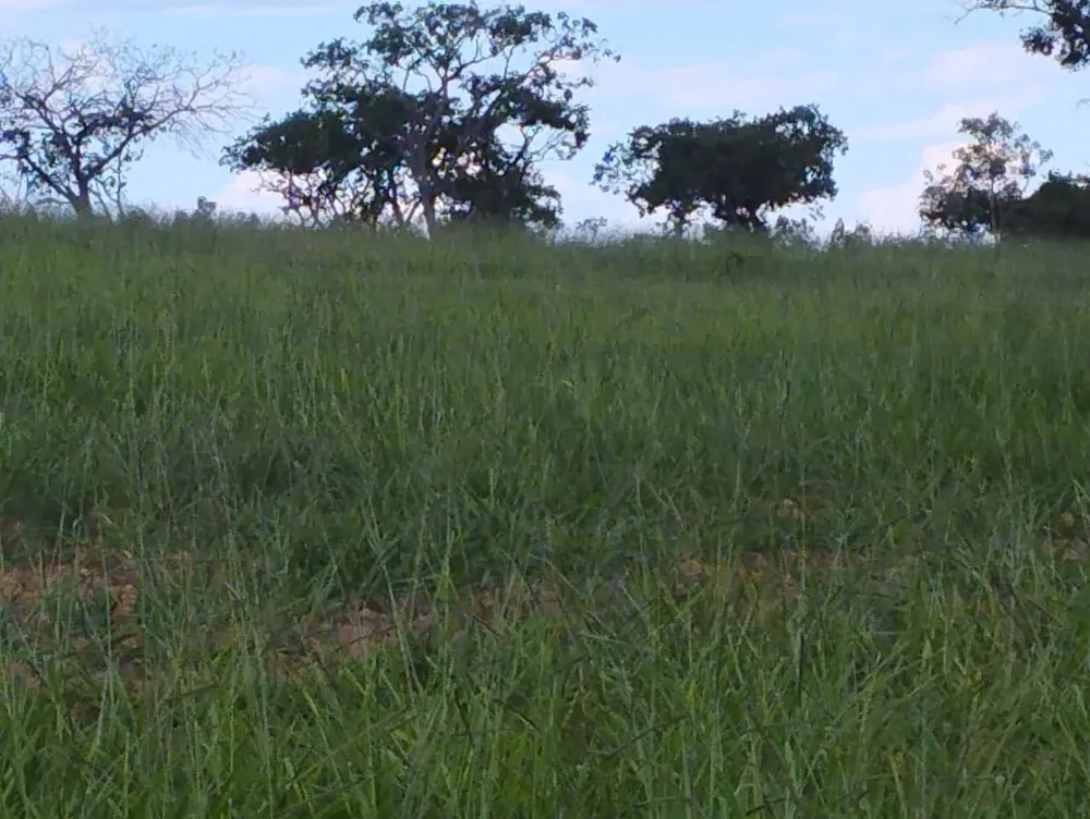 Fazenda, 3 quartos - Foto 7
