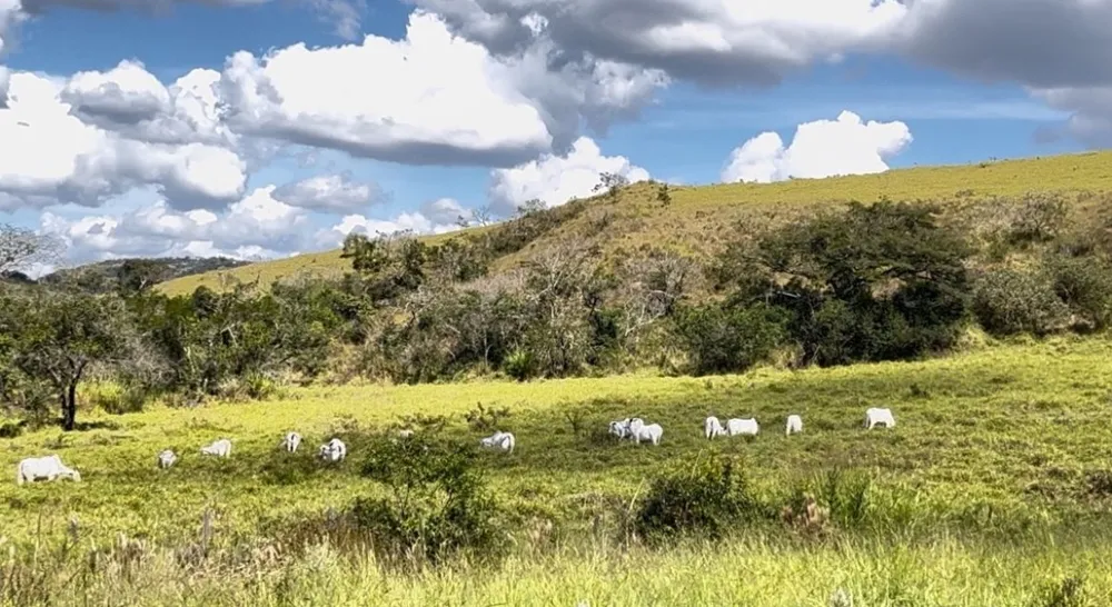 Fazenda, 105 hectares - Foto 8