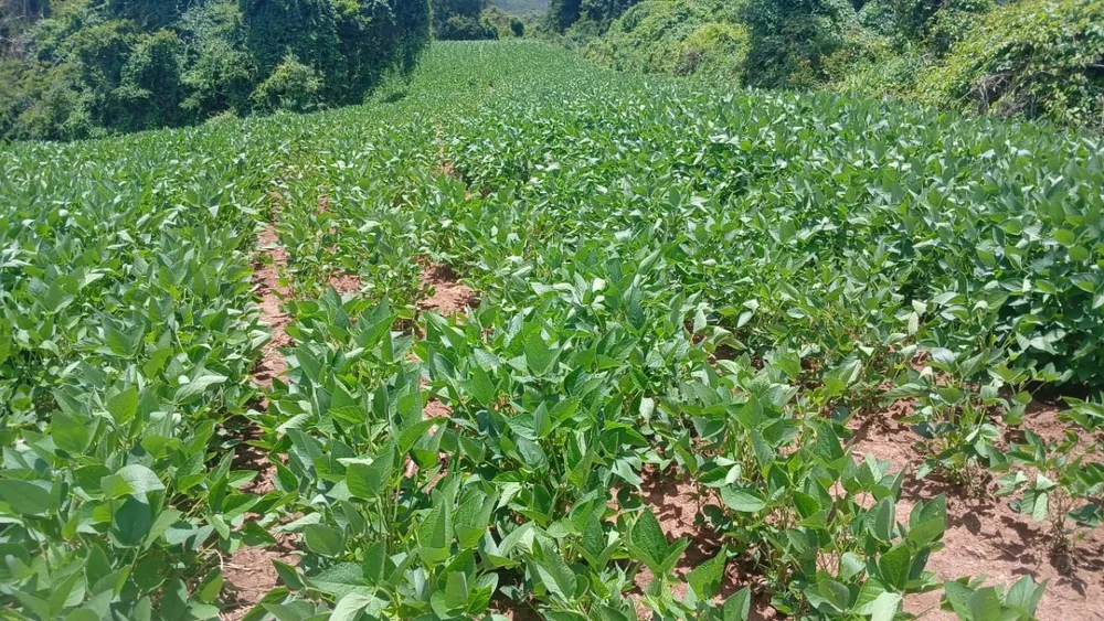 Fazenda, 106 hectares - Foto 17