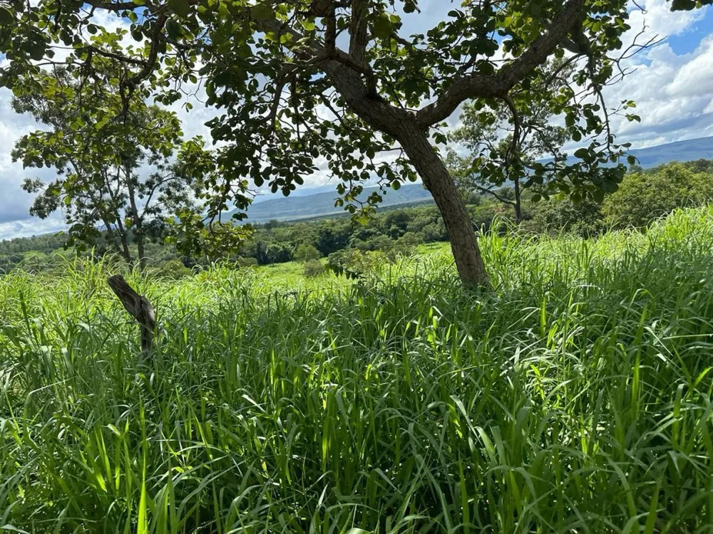 Fazenda, 1800 hectares - Foto 7