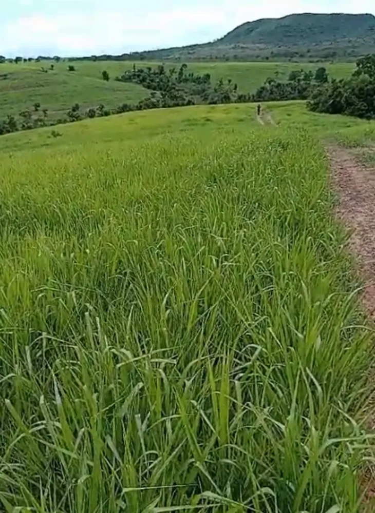 Fazenda, 1250 hectares - Foto 10