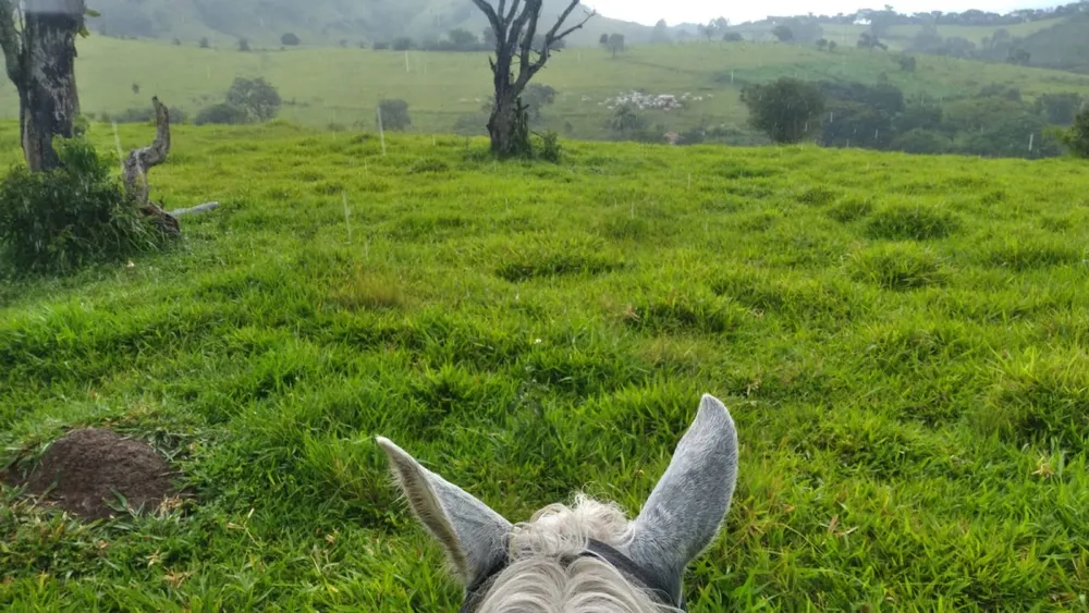 Fazenda, 174 hectares - Foto 5