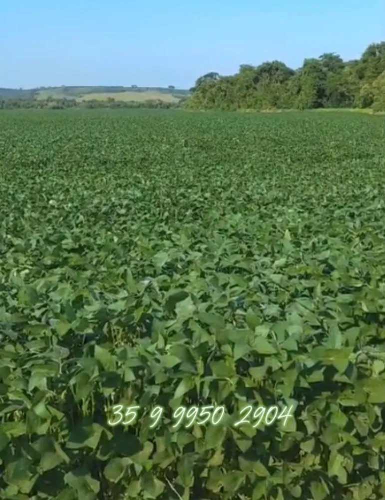 Fazenda, 211 hectares - Foto 3
