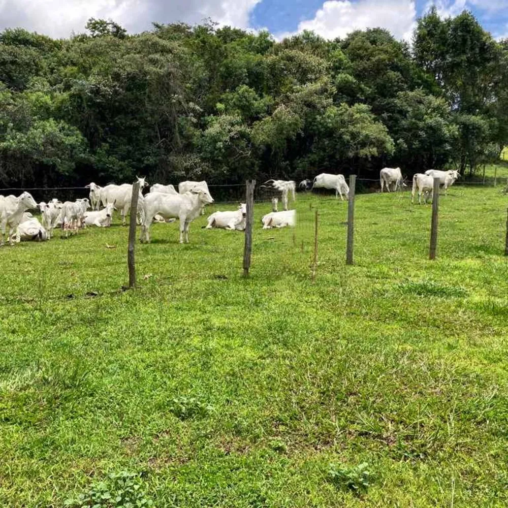 Fazenda, 53 hectares - Foto 8