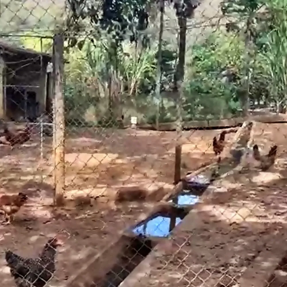 Fazenda, 53 hectares - Foto 4