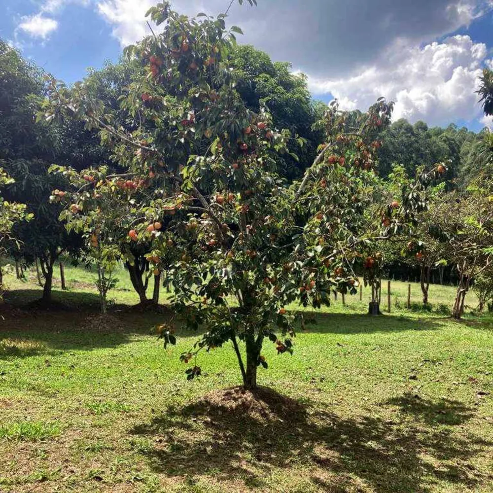 Fazenda, 53 hectares - Foto 6