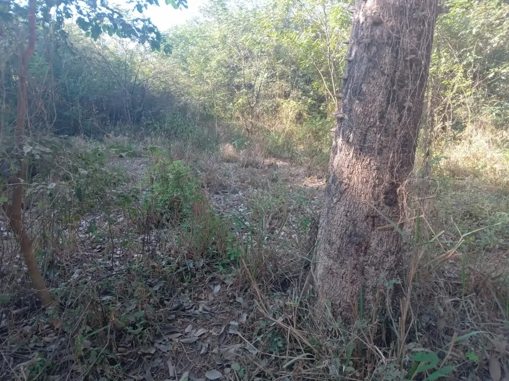 Fazenda, 1 quarto - Foto 3
