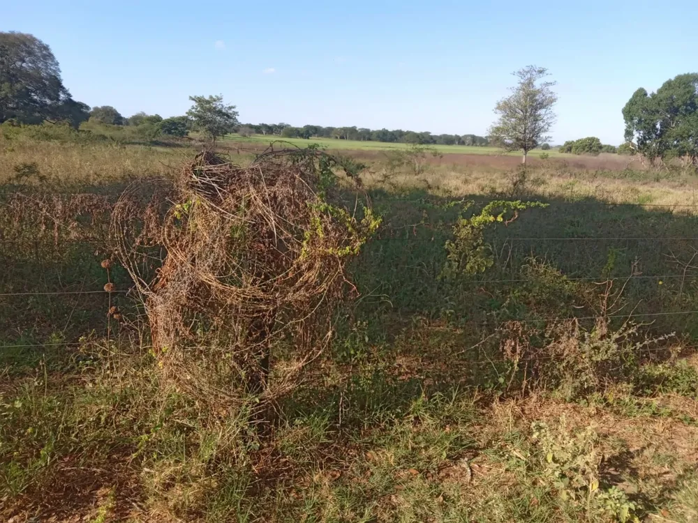 Fazenda, 1 quarto - Foto 7