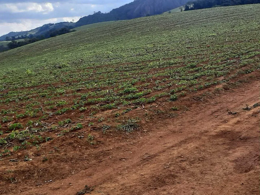 Fazenda, 339 hectares - Foto 7