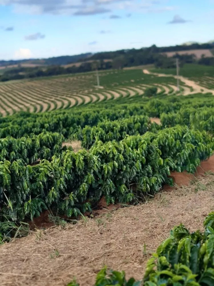 Fazenda, 268 hectares - Foto 14