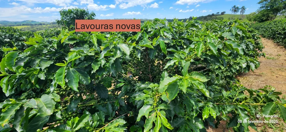 Fazenda, 268 hectares - Foto 9
