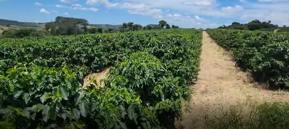 Fazenda, 268 hectares - Foto 8