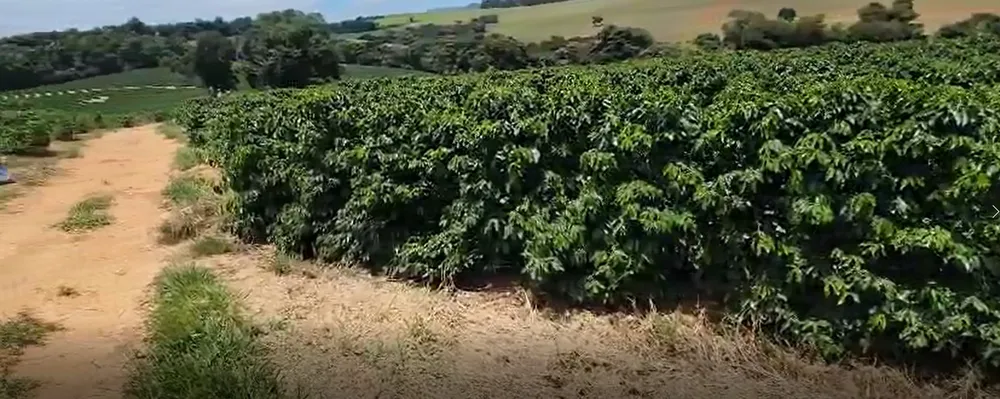 Fazenda, 268 hectares - Foto 17