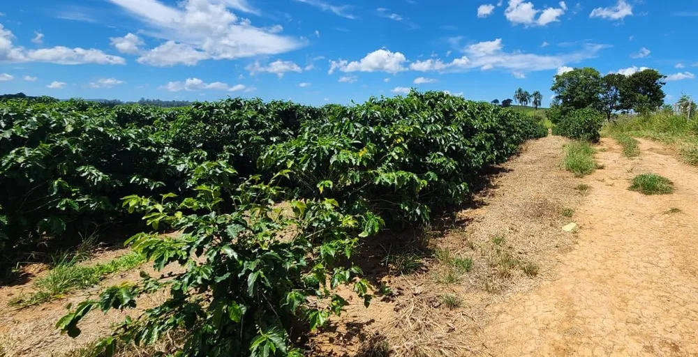 Fazenda, 268 hectares - Foto 6