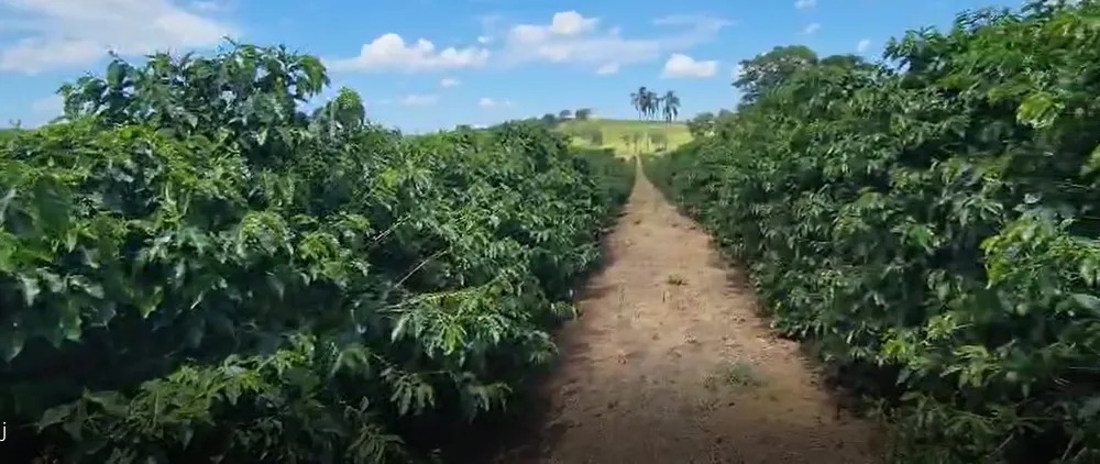 Fazenda, 268 hectares - Foto 4