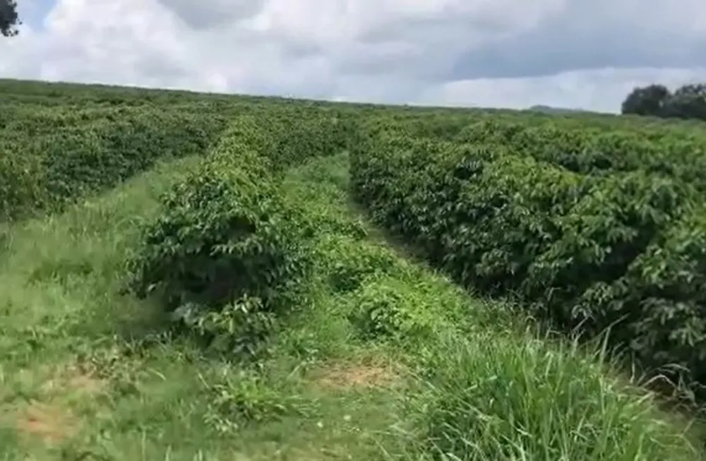 Fazenda, 268 hectares - Foto 3