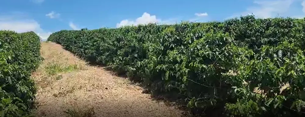 Fazenda, 268 hectares - Foto 12