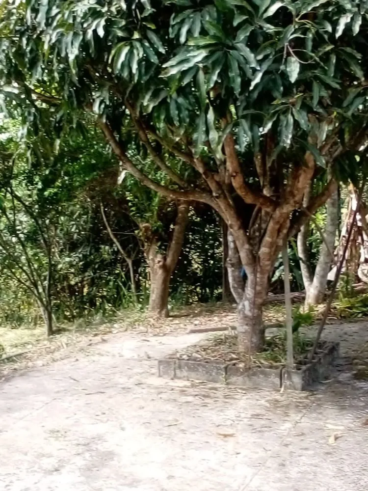 Chácara, 3 quartos, 9000 m² - Foto 3