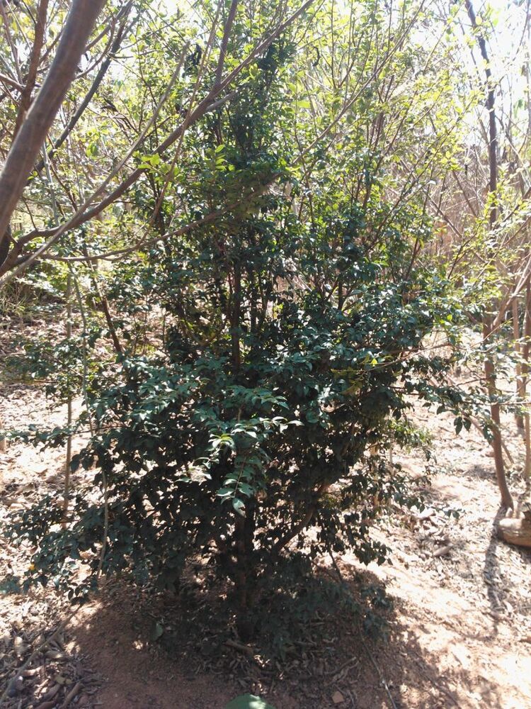 Terreno à venda, 400m² - Foto 4