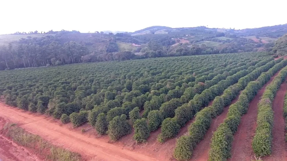 Fazenda, 56 hectares - Foto 8