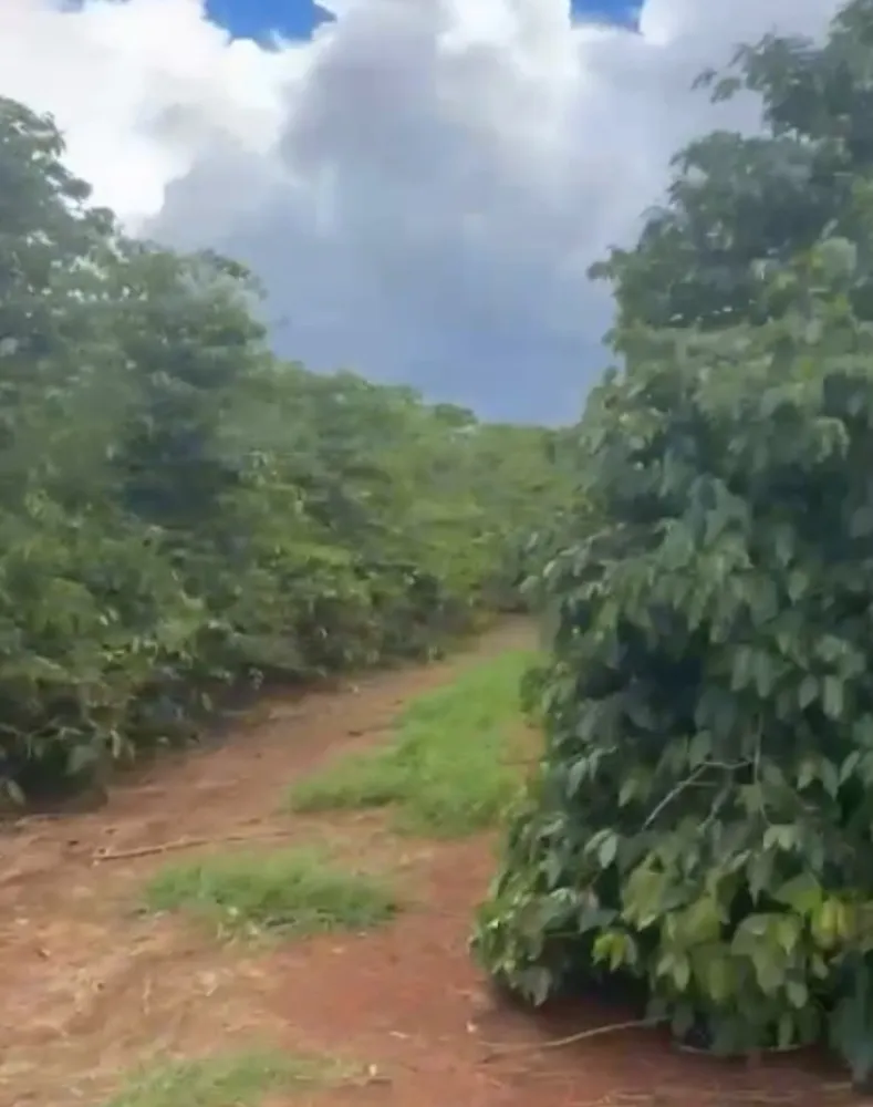 Fazenda, 56 hectares - Foto 4