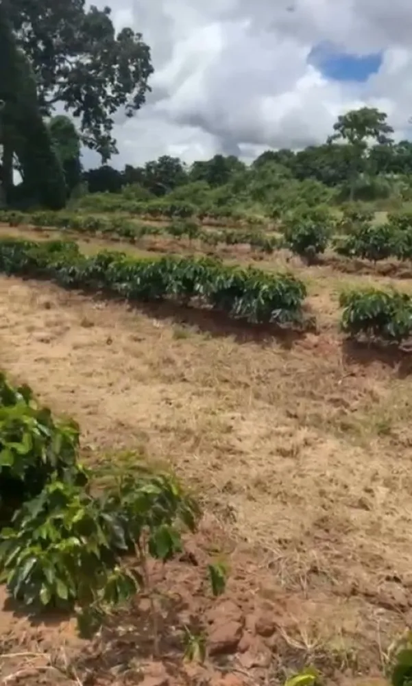 Fazenda, 56 hectares - Foto 3