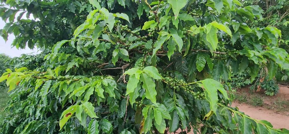Fazenda à venda com 1 quarto, 254000m² - Foto 2