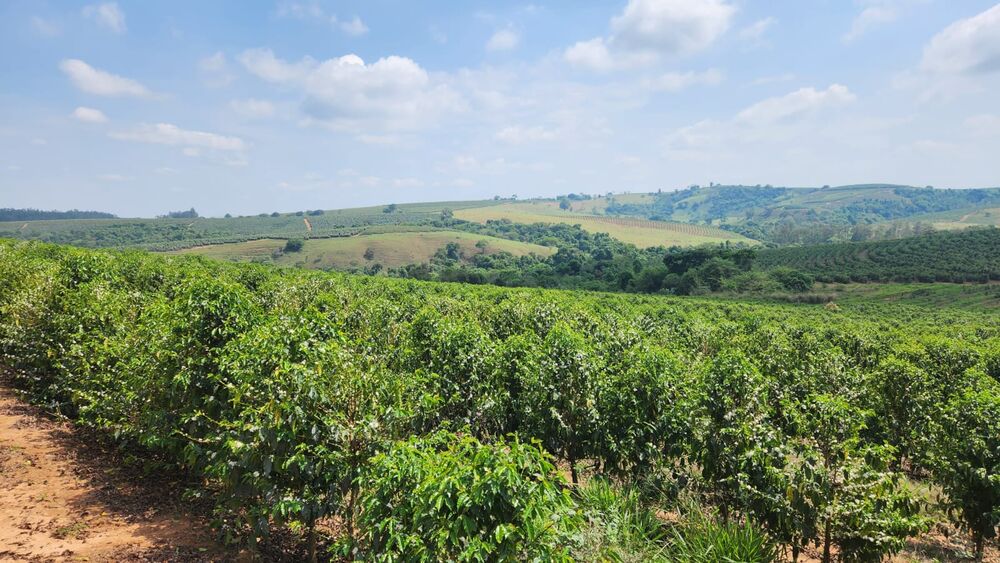 Fazenda à venda com 1 quarto, 254000m² - Foto 4