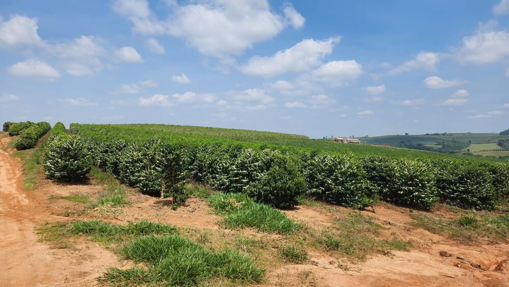 Fazenda à venda com 1 quarto, 254000m² - Foto 9