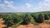 Fazenda, 25 hectares - Foto 7